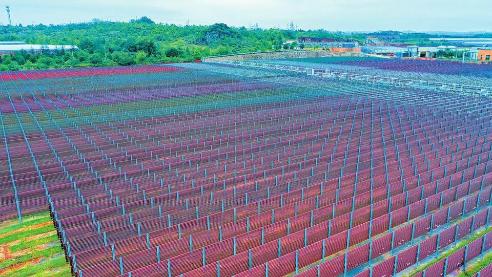 首页>要闻位于昆明市石林台创园的云南雨生红球藻产业化基地,年产天然