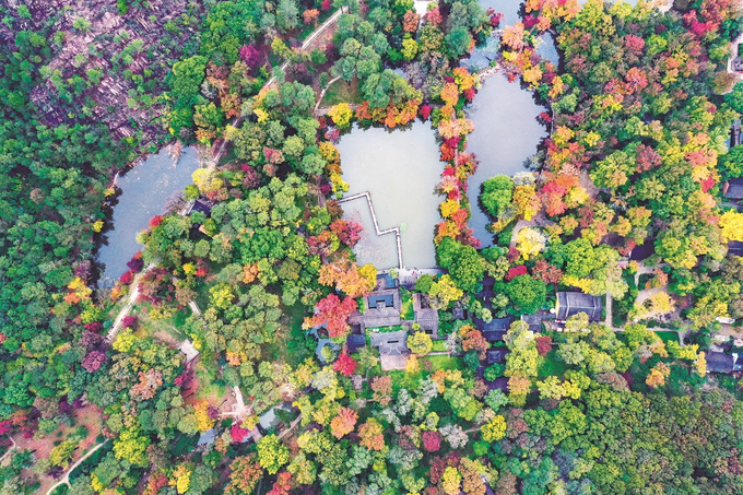 蘇州天平山的紅楓進入最佳觀賞期