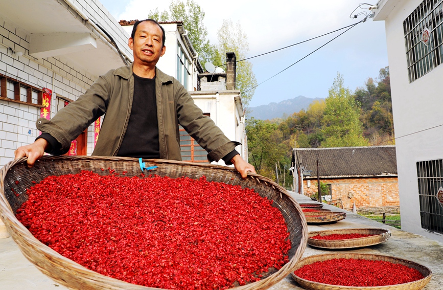 南陽內鄉：特色中藥材山茱萸喜獲豐收