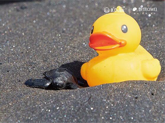 “B.Duck小黃鴨×刺猬體驗” 巴厘島海龜保護國際義工行動完美落幕
