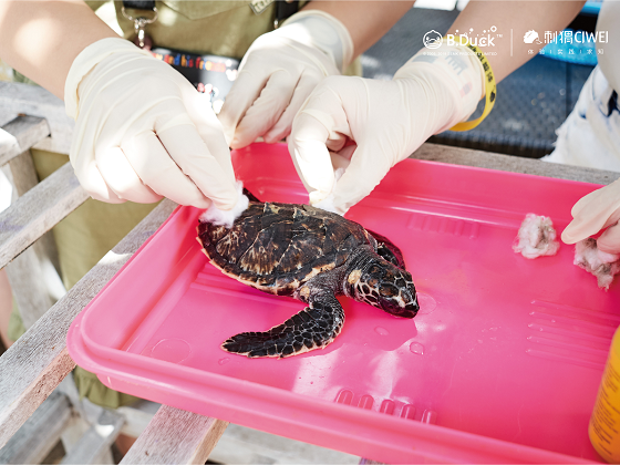 “B.Duck小黃鴨×刺猬體驗” 巴厘島海龜保護國際義工行動完美落幕