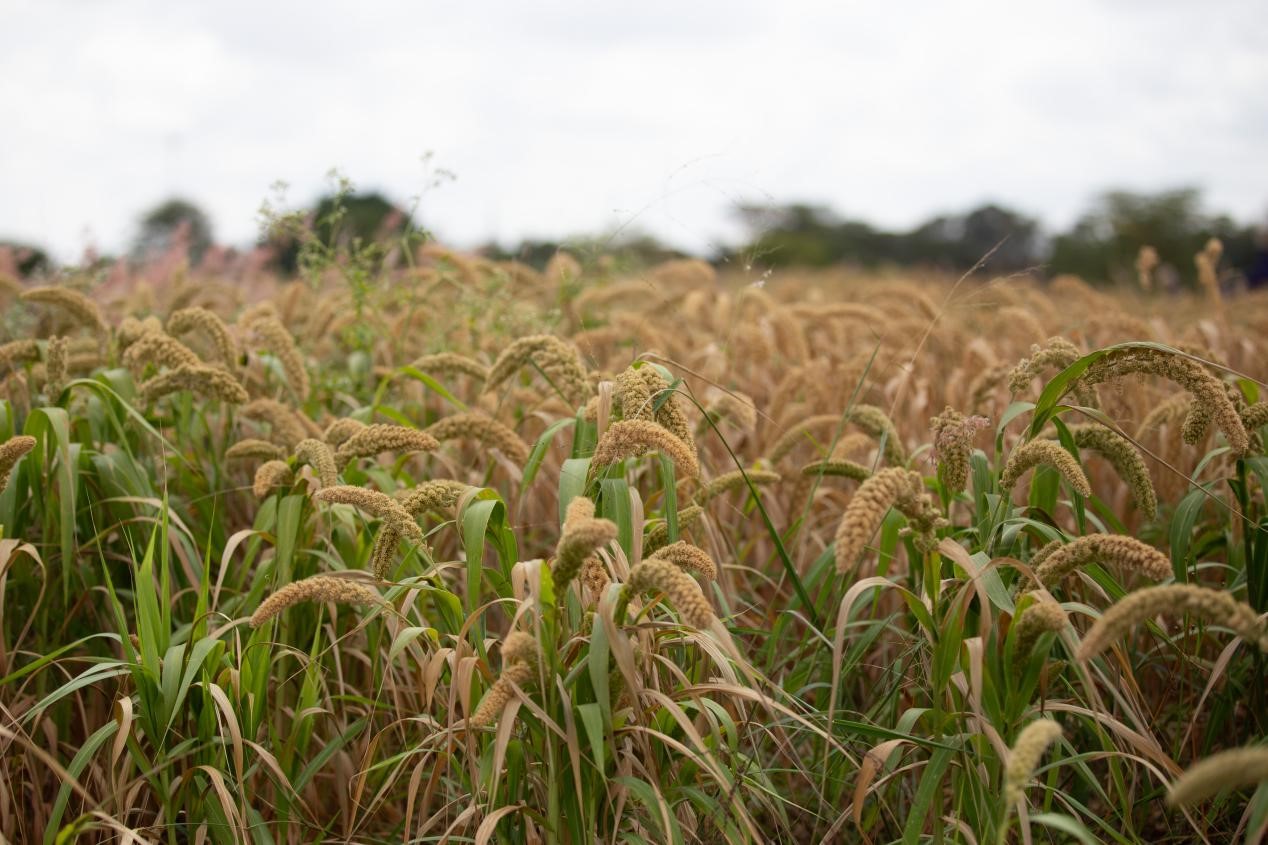 玉米产量提高50% 中非农业合作再结硕果