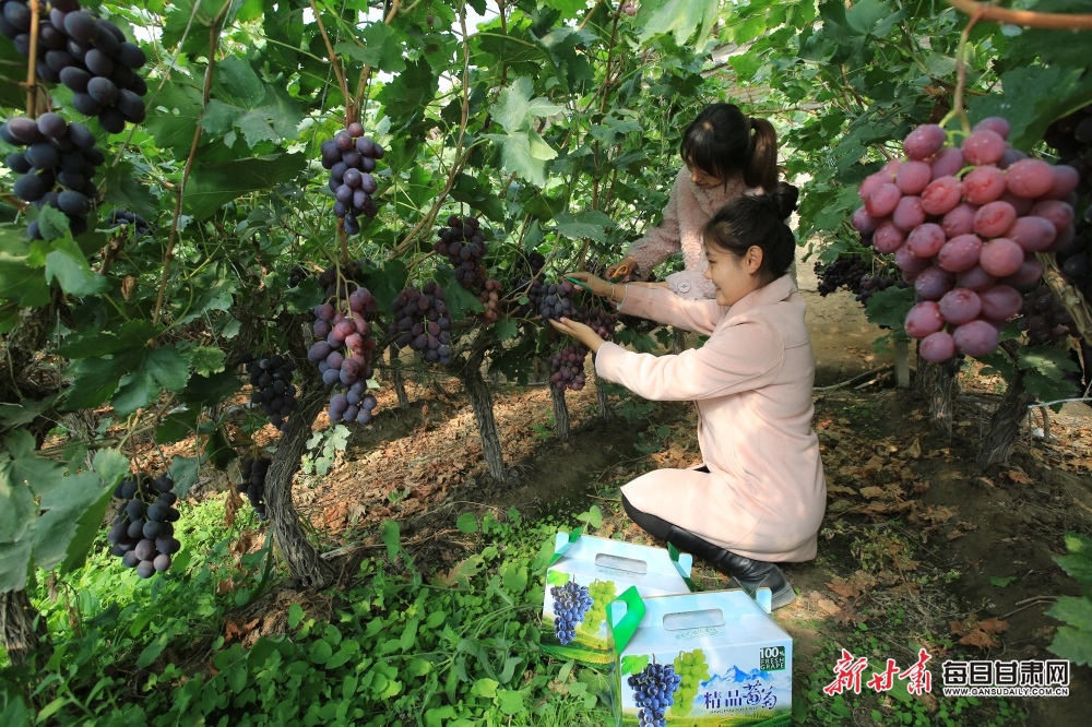 【嘉峪關】嘉峪關市民盡享田園採摘樂趣_fororder_4