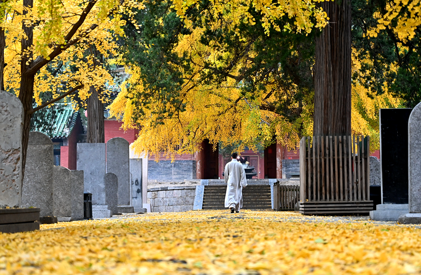 千年古刹少林寺 银杏叶落遍地金