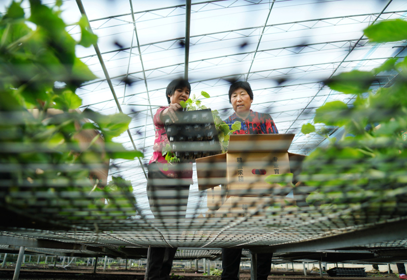 山东沂南：初冬时节育苗忙