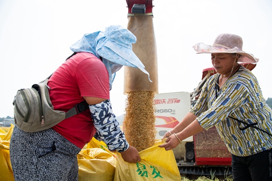 贵州天柱：“机械农业”助力稻米产销两旺_fororder_天柱县高酿镇村民在机收稻谷。