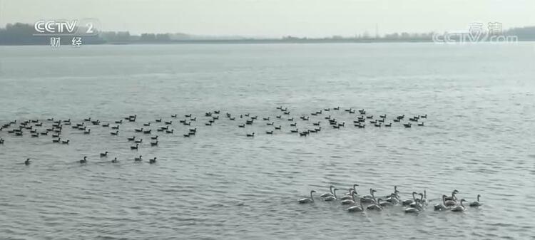 大美湿地 | 黄沙变绿洲 黄河故道上的候鸟家园