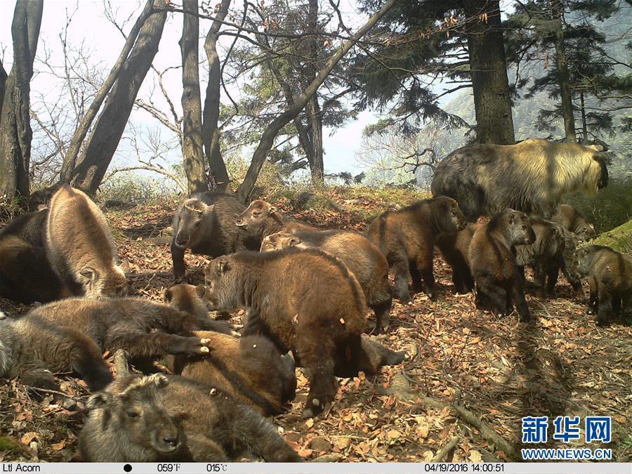 红外相机记录到甘肃野生羚牛“幼儿园”集体育幼