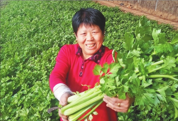 【绿色龙江图】蔬菜合作社：绿意葱葱迎春来