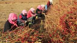 【張掖】張掖農場：朝天椒“映”紅農民的好日子