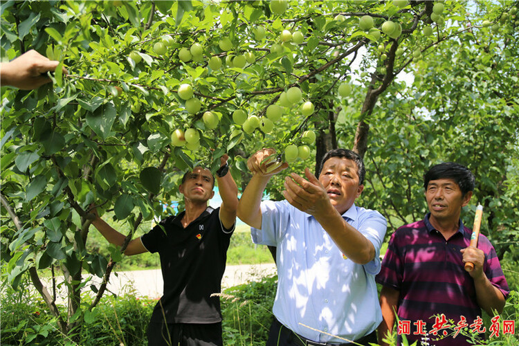 河北遷安尚莊村：黨旗映紅合作社 民富村強産業興