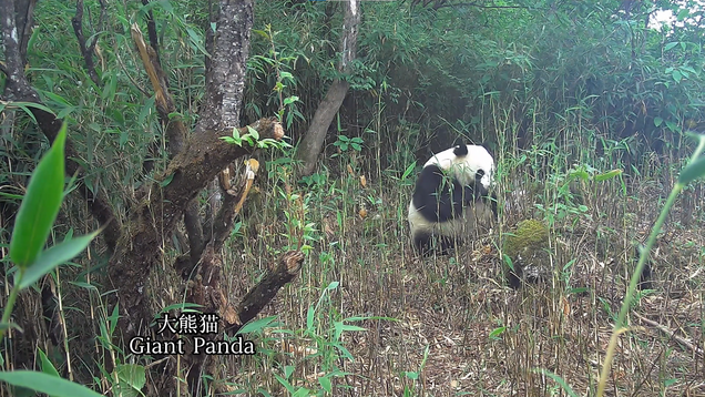 Footages of Wild Animals Captured in Dayi County, Chengdu_fororder_1667877288531