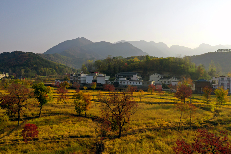 【原创】信阳市商城县：乌桕争艳迎立冬_fororder_乌桕树形优美，树姿婀娜富有张力