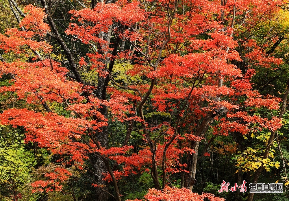 【輪播】隴南：在兩當邂逅秦嶺深處的最美姿彩