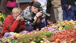 （轉載）芳菊鬱金黃 秋色耀蓉城