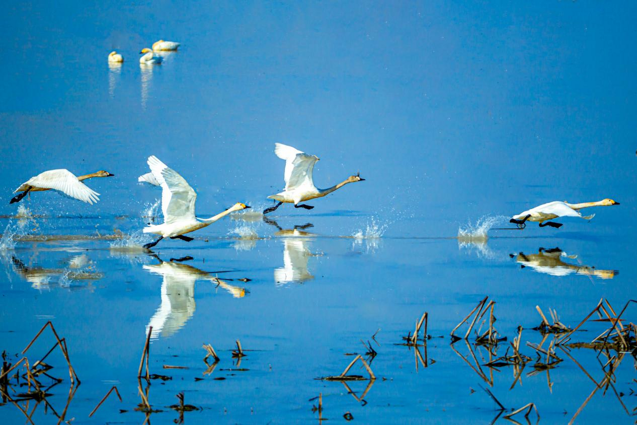 Jiangxia District, Wuhan: A Wetland Paradise Where People and Nature Coexist in Harmony_fororder_图片4