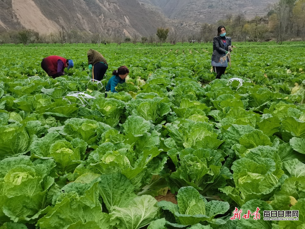 【隴南】隴南西和大橋鎮蔬菜産業蓬勃發展_fororder_3
