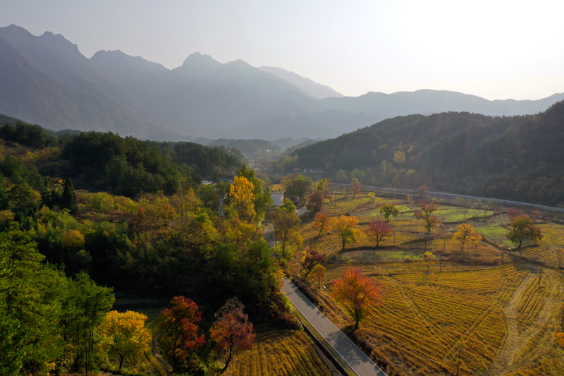 【原创】信阳市商城县：乌桕争艳迎立冬_fororder_如霞如火的乌桕树点缀在田野、山间