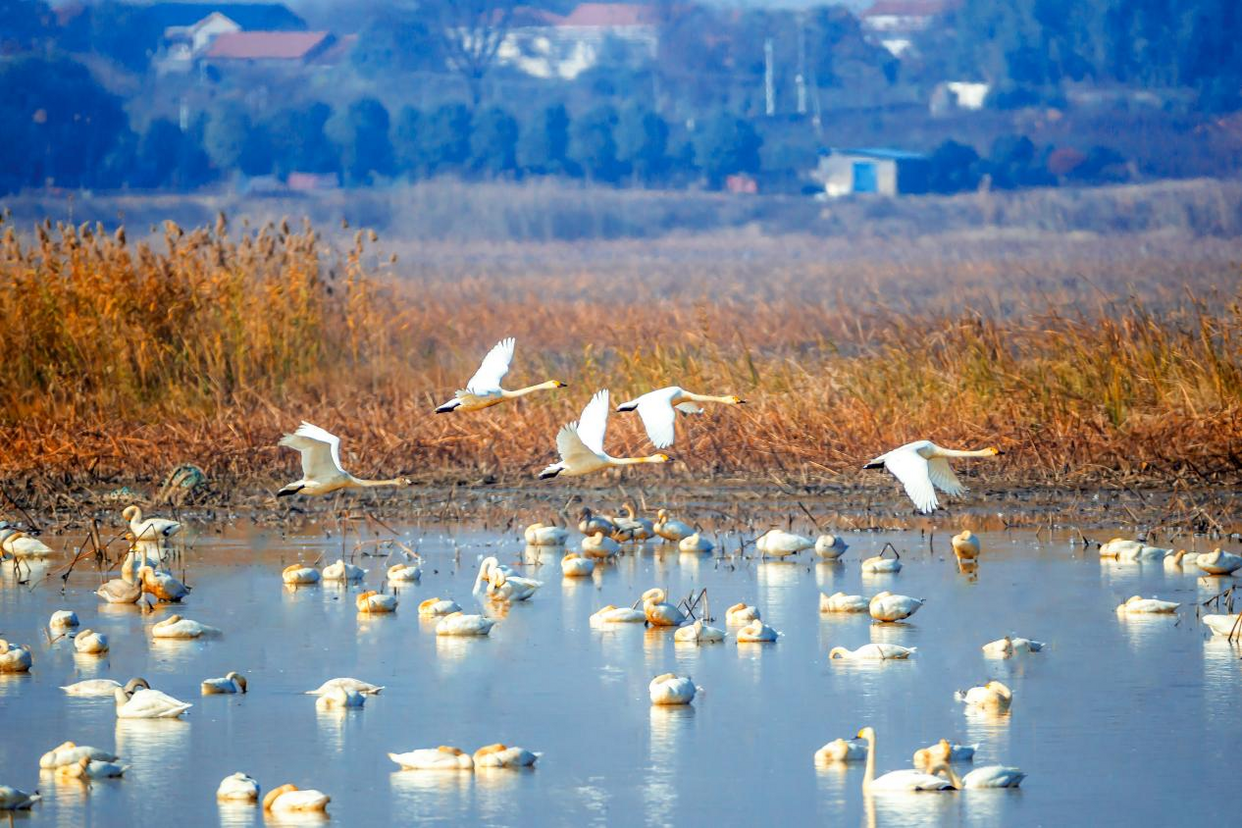 Jiangxia District, Wuhan: A Wetland Paradise Where People and Nature Coexist in Harmony_fororder_图片2