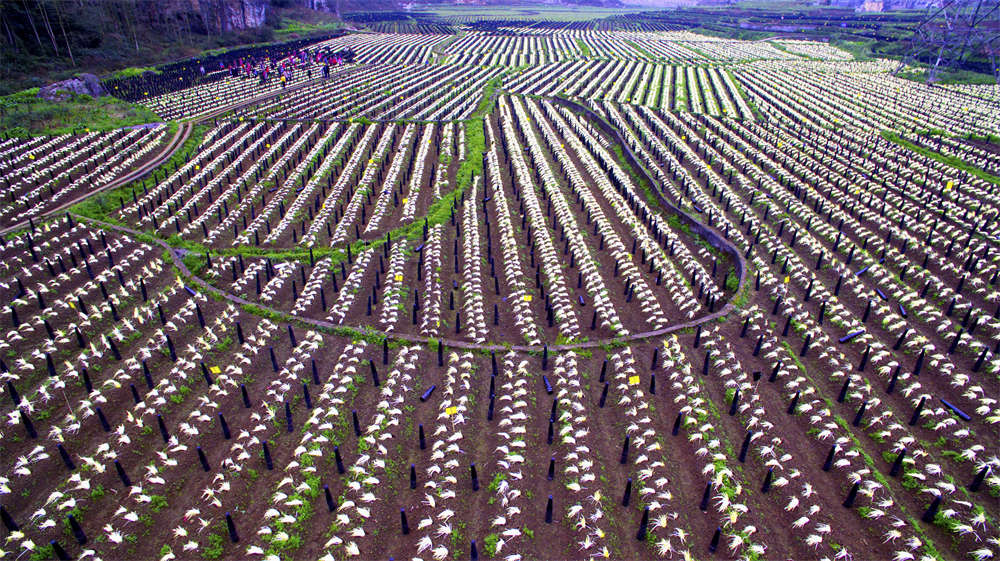 【安顺改革破题】一子落 全盘活 | 安顺市创新财政涉农资金投入组建SPV公司，掀起农业产业发展的热潮