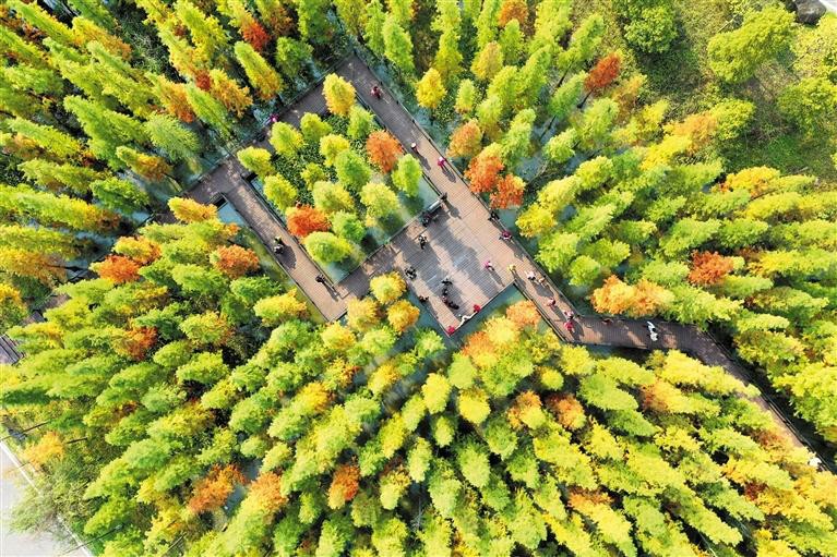 遵义播州：林中琴声_fororder_1