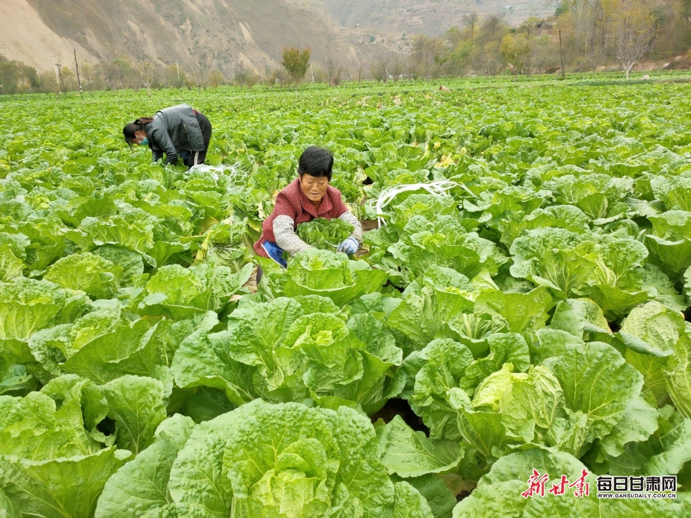 【隴南】隴南西和大橋鎮蔬菜産業蓬勃發展_fororder_2