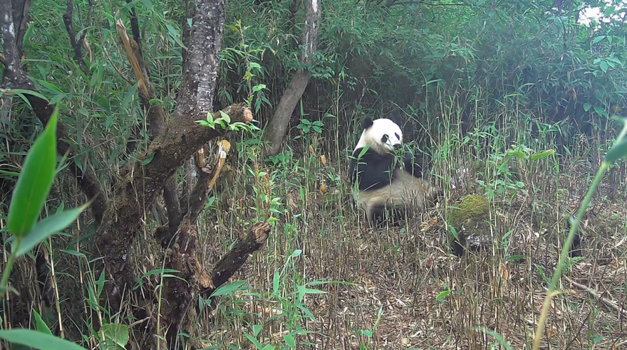 Giant Pandas, Snow Leopards...Chengdu's Dayi County Captures Several Precious Images of Rare WildlifeGiant Pandas, Snow Leopards...Chengdu's Dayi County Captures Several Precious Images of Rare Wildlife_fororder_圖片 1