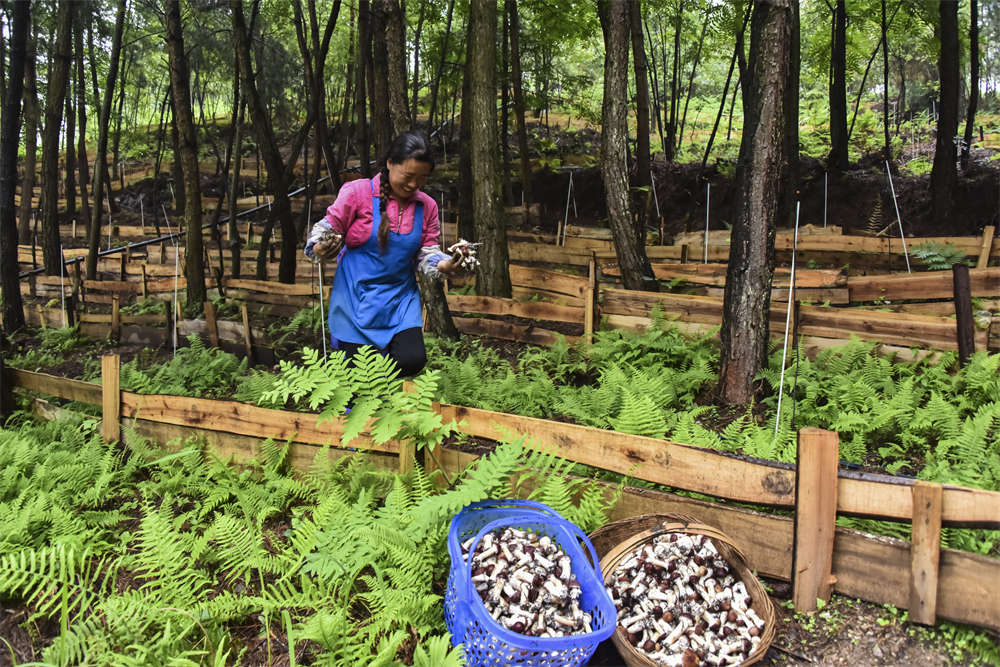 【安顺改革破题】一子落 全盘活 | 安顺市创新财政涉农资金投入组建SPV公司，掀起农业产业发展的热潮