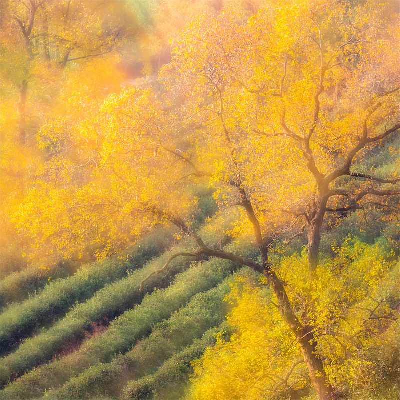 信阳新县：醉人金秋吐芳华_fororder_高山茶园，秋色醉人