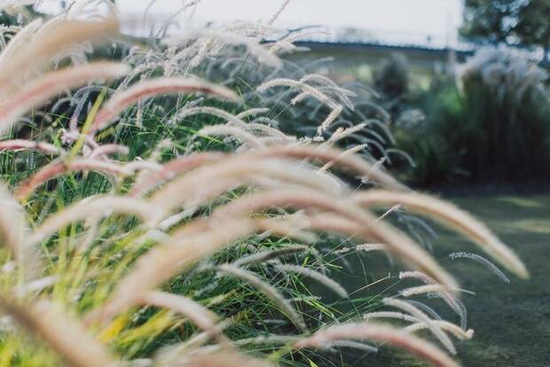 【文化旅游】【图片墙】深秋赏草最佳时节 上海辰山植物园开启渐变色模式