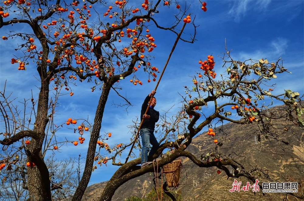 【隴南】隴南：岷江兩岸柿子紅 宕昌山鄉畫意濃_fororder_3
