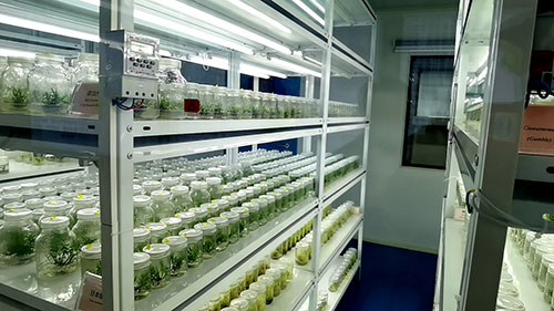 聚焦竹产业发展 媒体代表采风团走进宜宾_fororder_宜宾林竹研究院的林竹资源培育室-摄影-高学兵