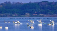 如约而至 数百只天鹅抵达武汉江夏鲁湖越冬栖息