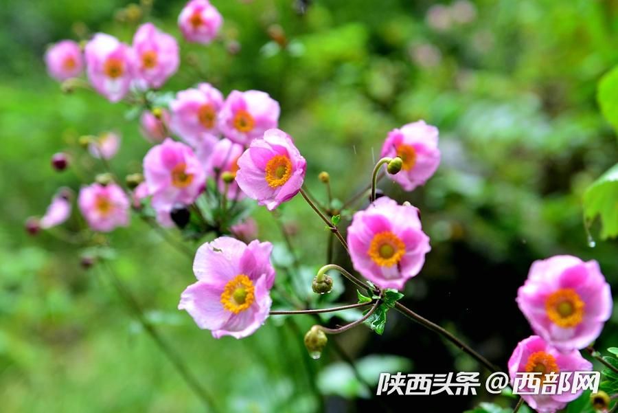 烟雨中的汉江源 雾气氤氲 宛如水墨画