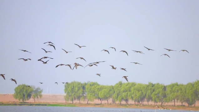 A Black Stork's Trip to the Wetlands_截图