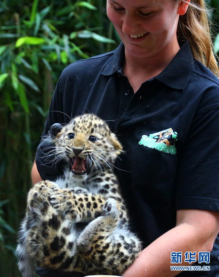 极危物种东北豹幼崽亮相比利时(组图)