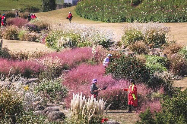 【文化旅游】【图片墙】深秋赏草最佳时节 上海辰山植物园开启渐变色模式