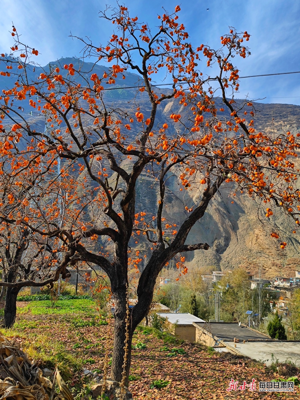 【隴南】隴南：岷江兩岸柿子紅 宕昌山鄉畫意濃_fororder_6