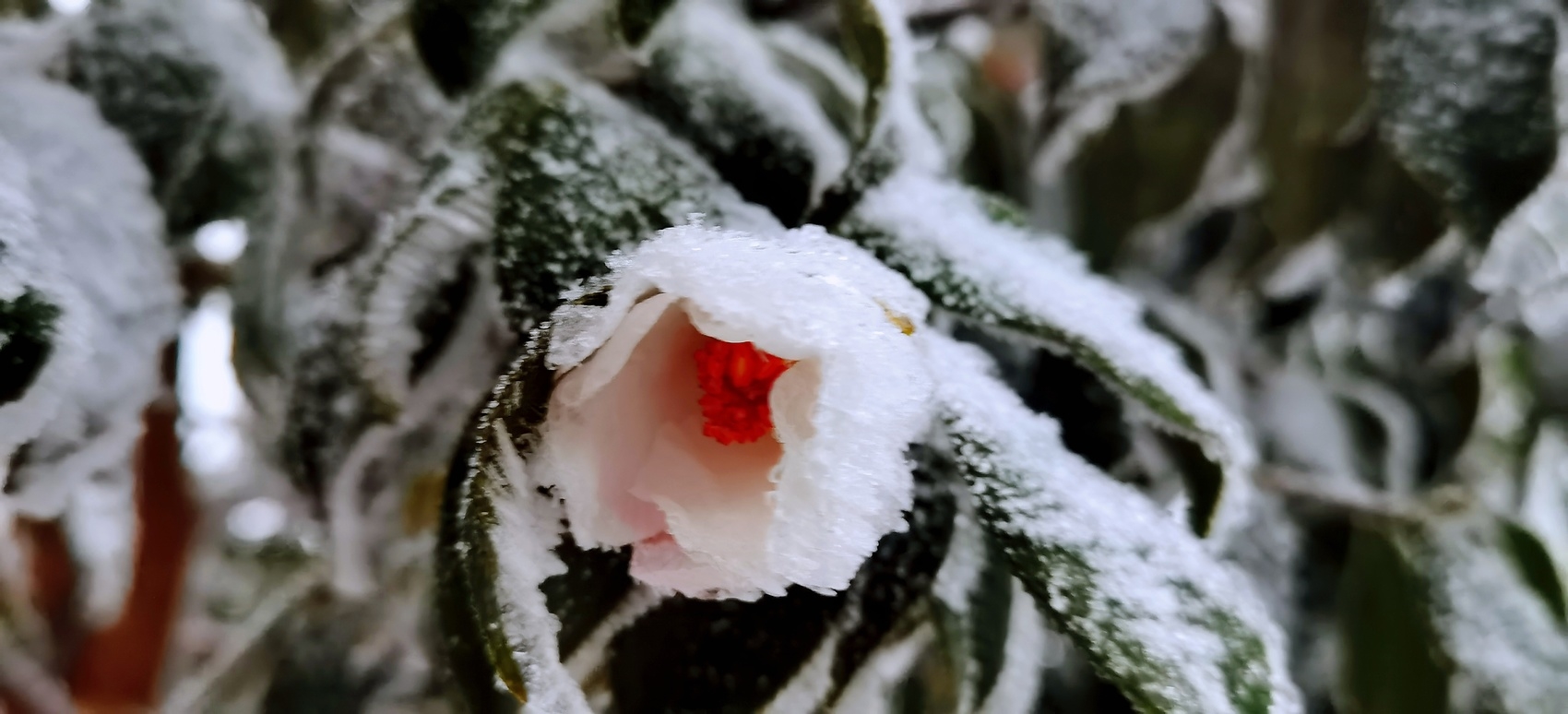 （转载）断崖式降温 泸州多地迎来今冬首场降雪