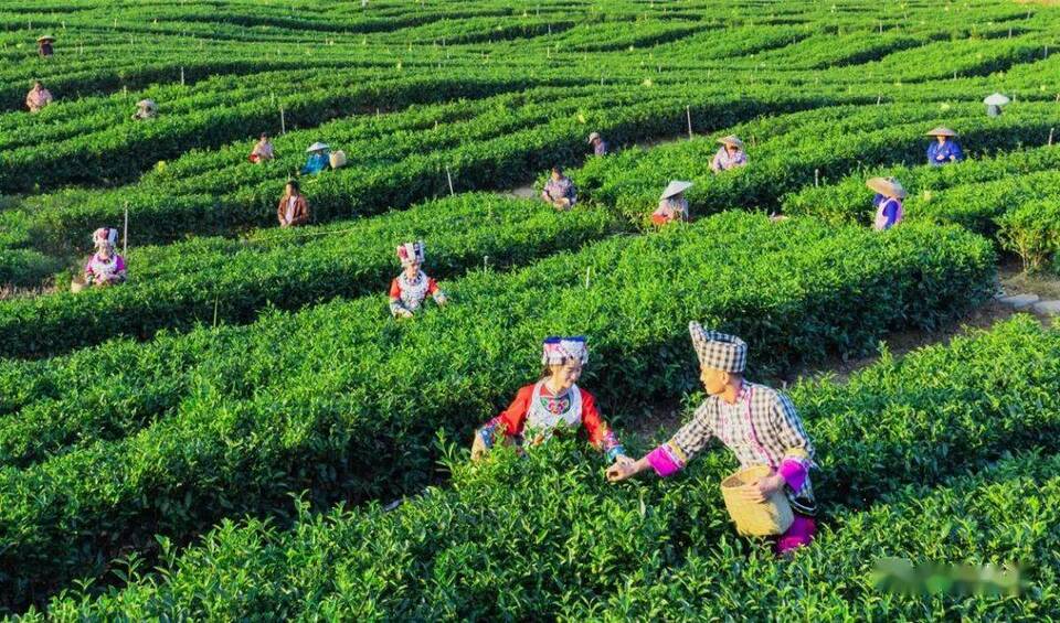 【城市遠洋帶圖】“中國茶”申遺成功 重慶茶有什麼機會