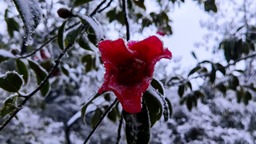 （轉載）斷崖式降溫 瀘州多地迎來今冬首場降雪