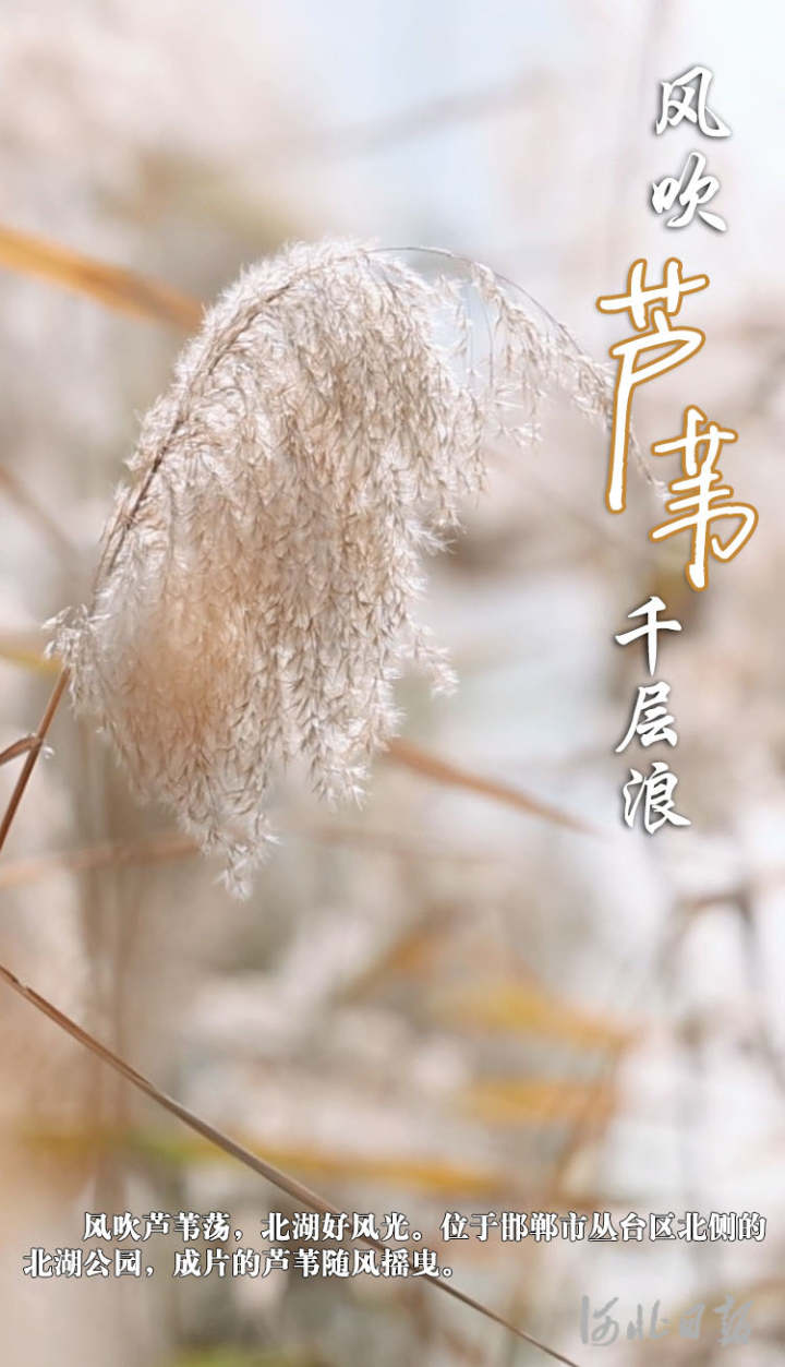 【中首图】河北邯郸：风吹芦苇千层浪