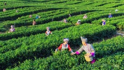 【城市远洋带图】“中国茶”申遗成功 重庆茶有什么机会