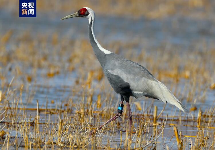 北京迎今秋候鸟迁徙高峰 官厅水库一天监测到2万只候鸟