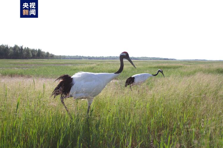 北京迎今秋候鸟迁徙高峰 官厅水库一天监测到2万只候鸟