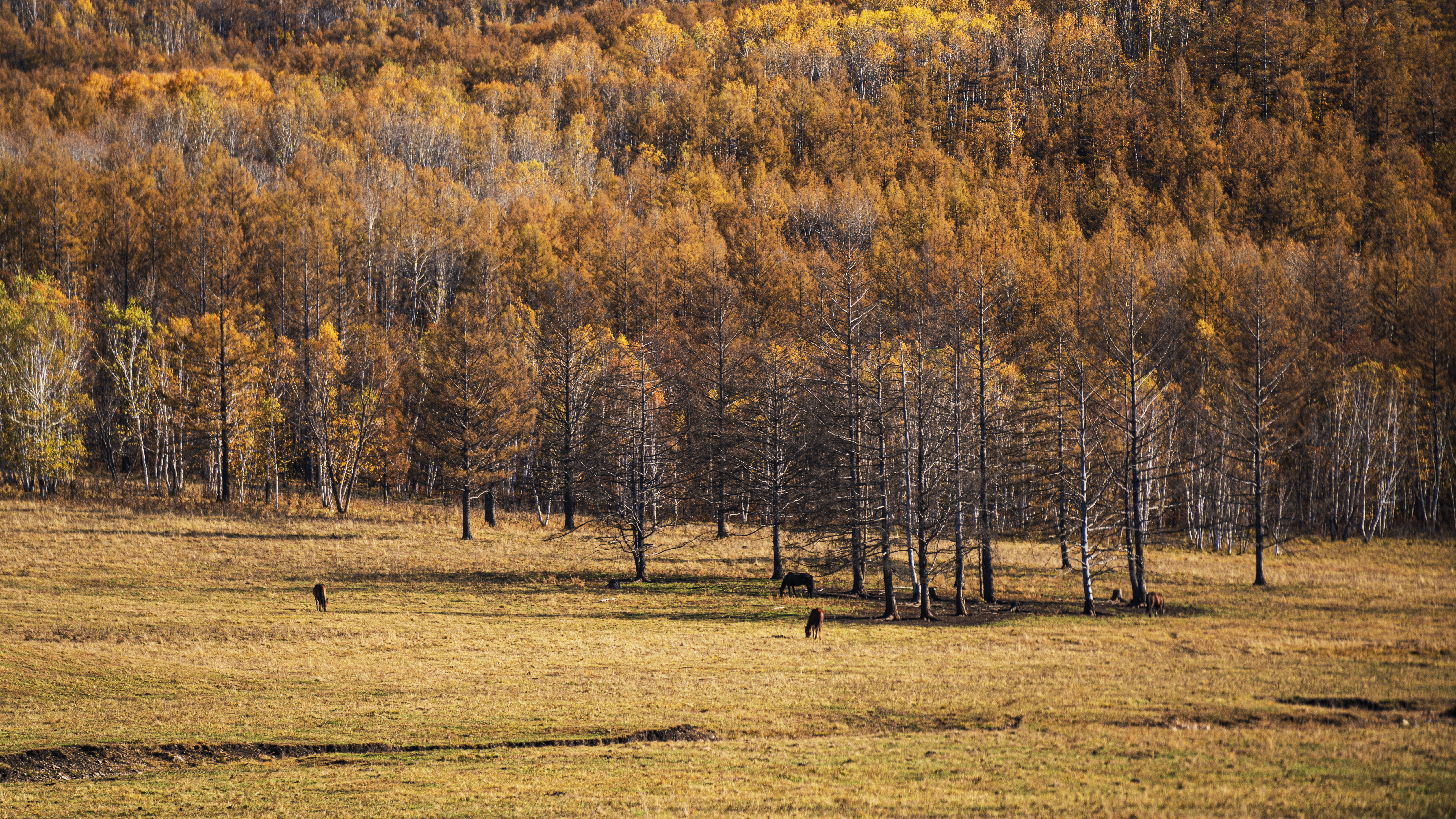 内蒙古阿荣旗：晚秋，登图博勒峰_fororder_9