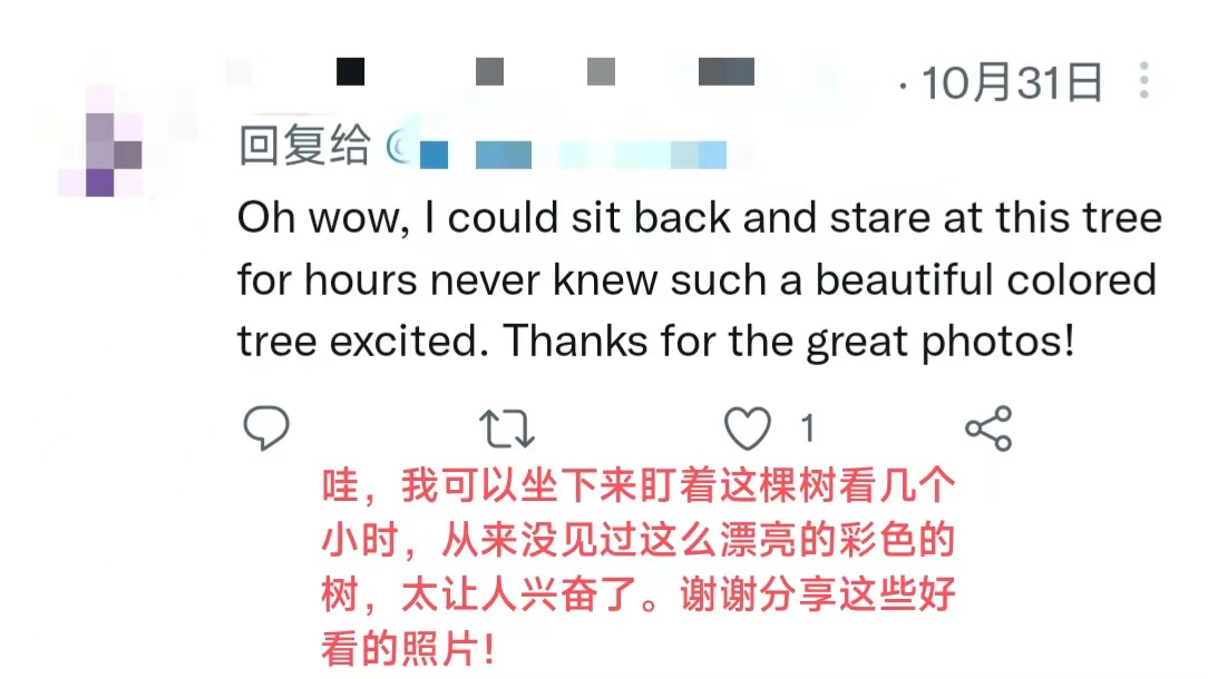 【陕耀国际·11期】陕西这颗银杏树又双叒叕火出圈了！_fororder_微信图片_20221110163833