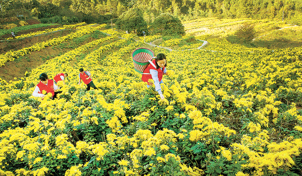重庆：生态修复 荒地开“花”
