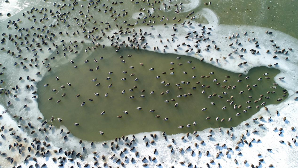 【原創】黃河入海口·山東：這裡有座“鳥類國際機場”_fororder_圖片31