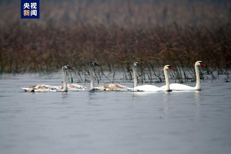 北京迎今秋候鸟迁徙高峰 官厅水库一天监测到2万只候鸟